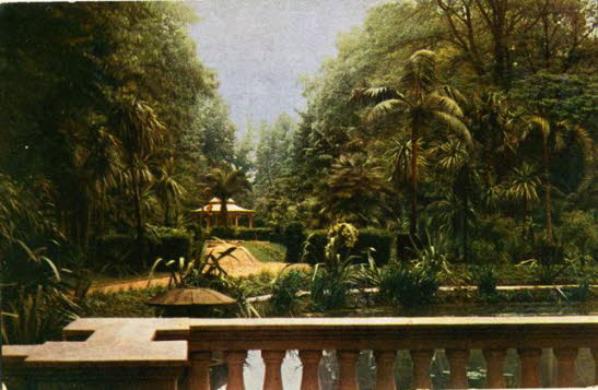 GrößenänderungGaj palmowy 3