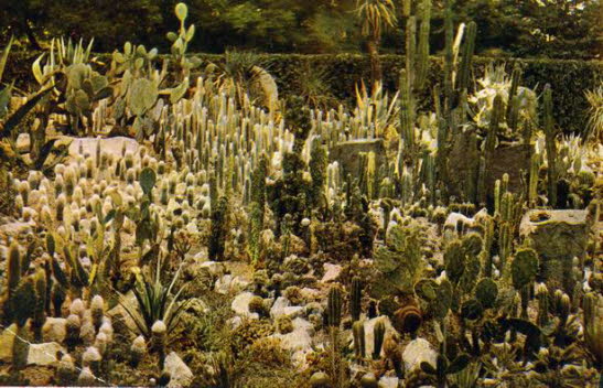 GrößenänderungGaj palmowy kaktusy 1